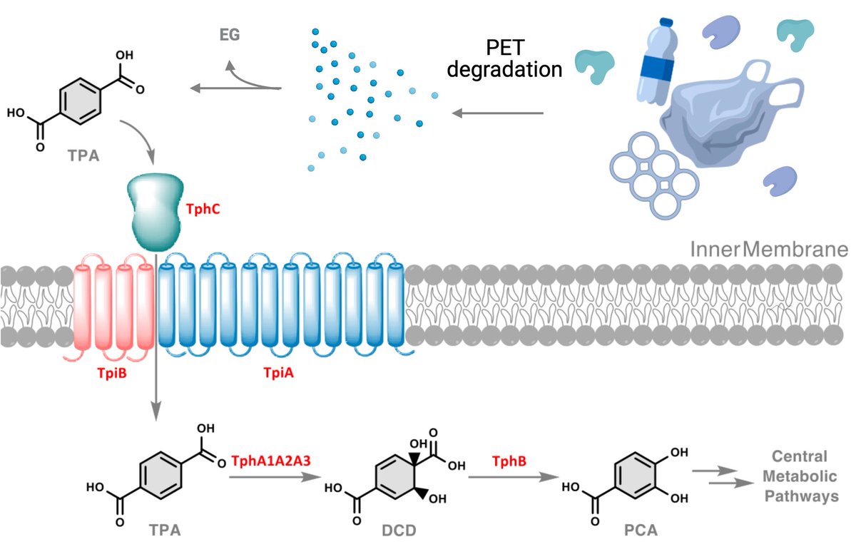 BiotechDixon's tweet photo. Congratulations to all involved- Characterisation of TphC, a bacterial transporter responsible for the cellular uptake of the PET plastic breakdown product TPA https://t.co/hNUk4bDbTH
@BiotechDixon @UoMMIB @SustainableUoM @UoM_MERI #pollution #plastic https://t.co/yWoPxvoA3o