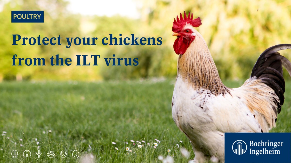 #DYK what does the infectious laryngotracheitis (ILT) virus do to your #chickens? It travels fast & causes severe losses. Here are some tools to prevent it & protect your flocks from it: ➡️ bit.ly/3bldscN

#PoultryHealth #DiseaseAwareness