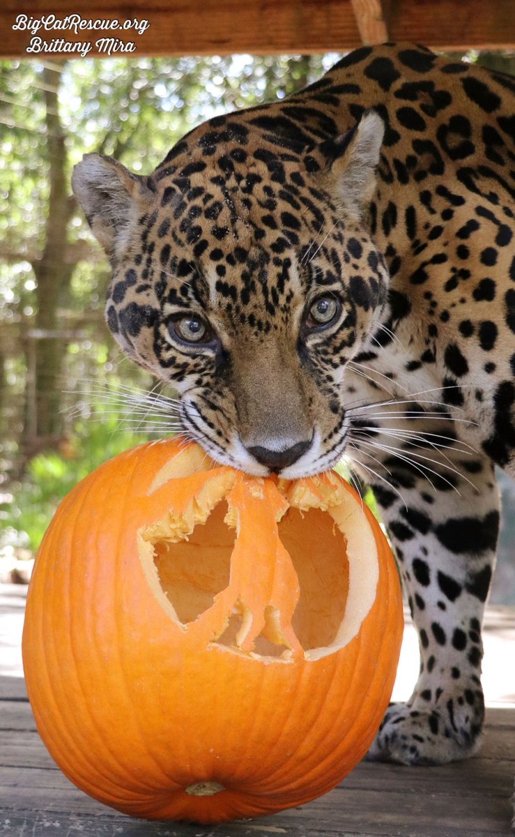 BigCatRescue's tweet photo. Good morning Big Cat Rescue Friends! ☀️
Manny Jaguar is ready to take a bite out of the  weekend! 

#GoodMorning #BigCats #BigCatRescue #Rescue #TGIF #FridayMorning #Halloween #Pumpkins #Jaguar #Tiger #CaroleBaskin https://t.co/FskatJ7Nl0
