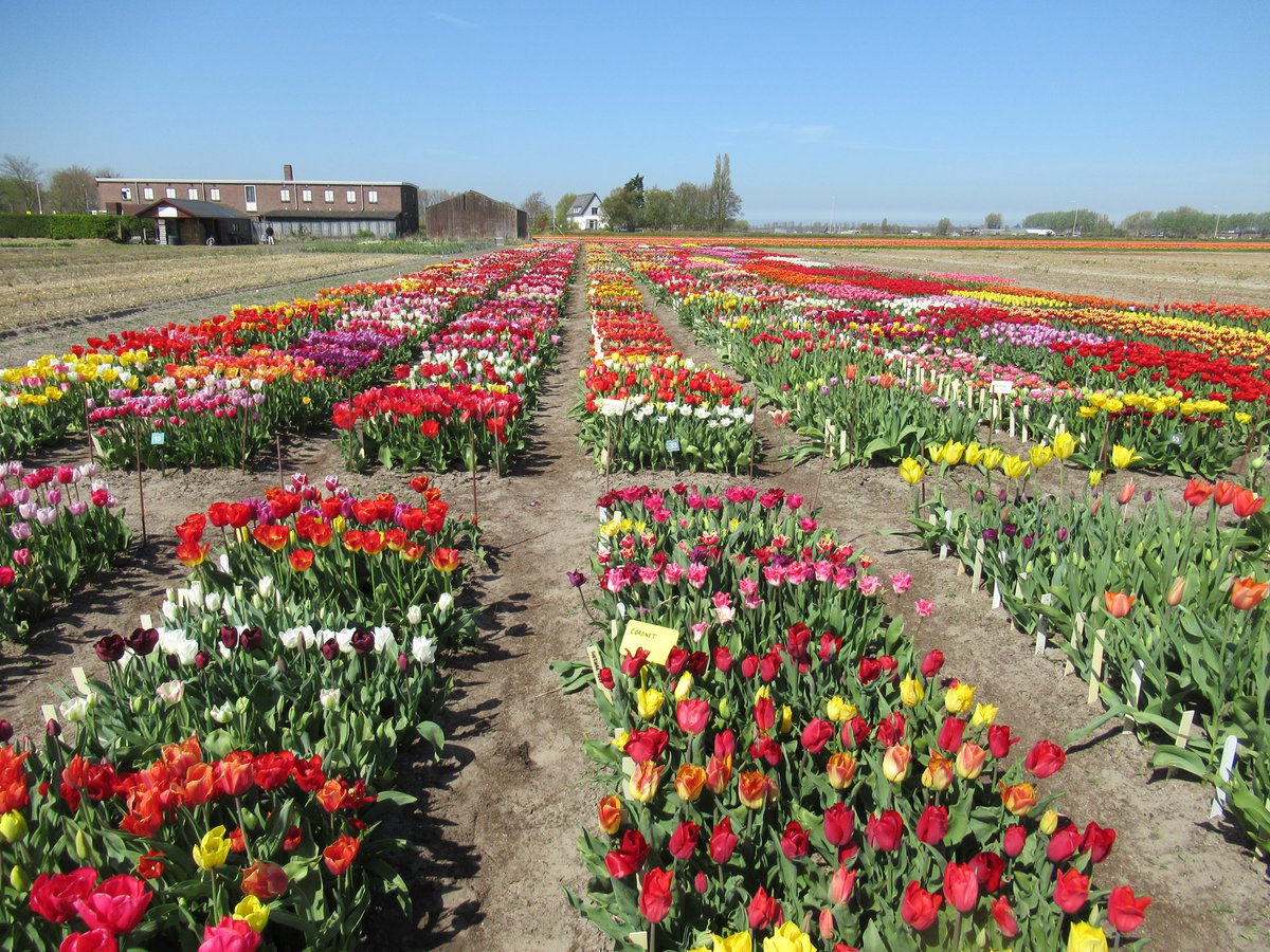 #vacature: Coördinator kwaliteit en keuringen bij KAVB in Hillegom #bloemenkeuringen #productkwaliteit #advies. Zie agriholland.nl/vacaturebank/v…