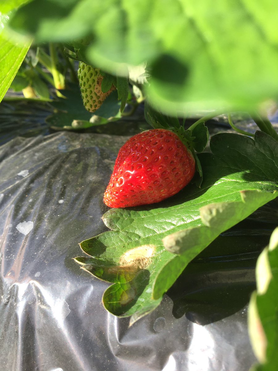 ViQooberry's tweet photo. とちおとめも赤くなってきた！
出荷近し！ https://t.co/TWo8ZlGOxT