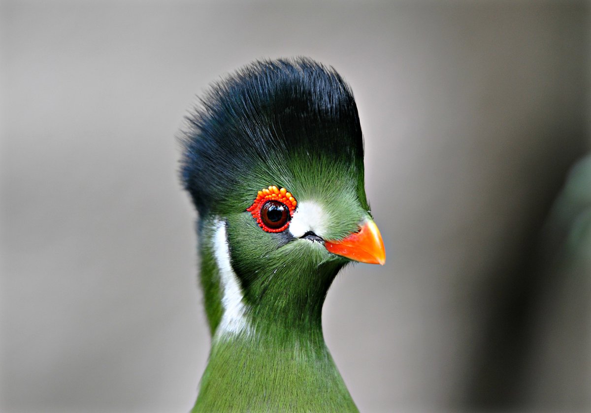 KatanaHugo's tweet photo. I just got out of the barber shop....Do you like it?
#photos #photography #animals #birds #Turako https://t.co/wZsJvsxv4m