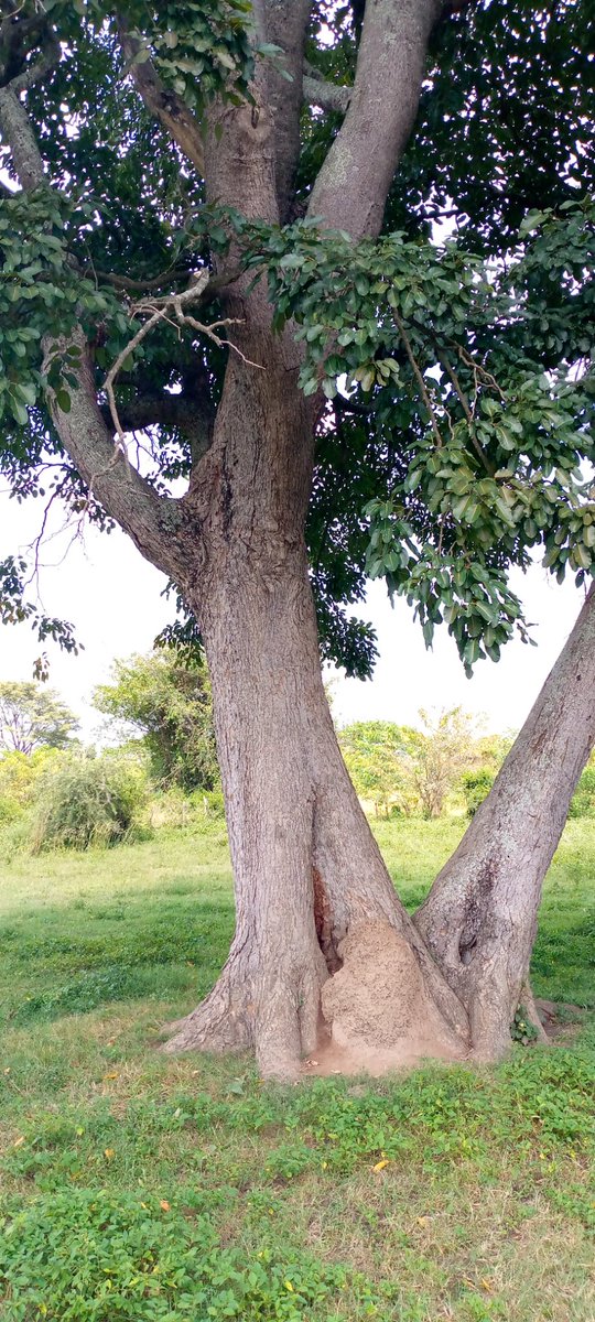 TSeryazi's tweet photo. #Ruralpeace.Rural areas in Uganda connect you with all the beauty that the natural environment posseses.I took these pictures in Nsuube which is located in Bbaale sub county in kayunga district.The clean air and quiet environment give a holiday in rural Uganda more meaning. https://t.co/1uutEV3UZp