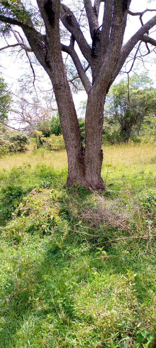 TSeryazi's tweet photo. #Ruralpeace.Rural areas in Uganda connect you with all the beauty that the natural environment posseses.I took these pictures in Nsuube which is located in Bbaale sub county in kayunga district.The clean air and quiet environment give a holiday in rural Uganda more meaning. https://t.co/1uutEV3UZp