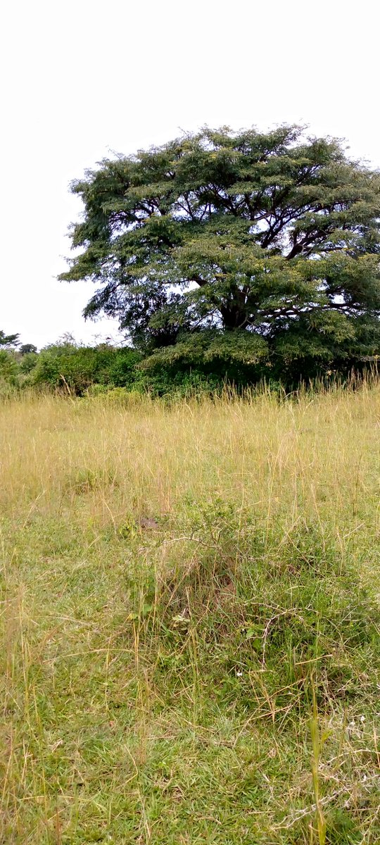 TSeryazi's tweet photo. #Ruralpeace.Rural areas in Uganda connect you with all the beauty that the natural environment posseses.I took these pictures in Nsuube which is located in Bbaale sub county in kayunga district.The clean air and quiet environment give a holiday in rural Uganda more meaning. https://t.co/1uutEV3UZp