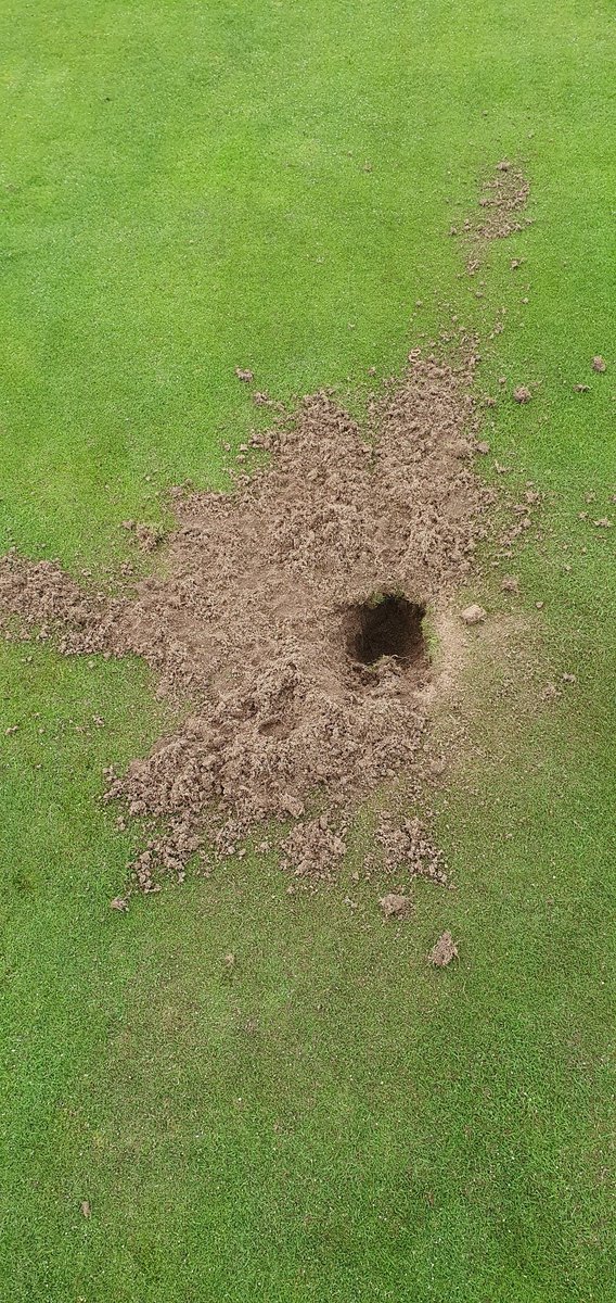 Dalmuir Bowling Club tweet media