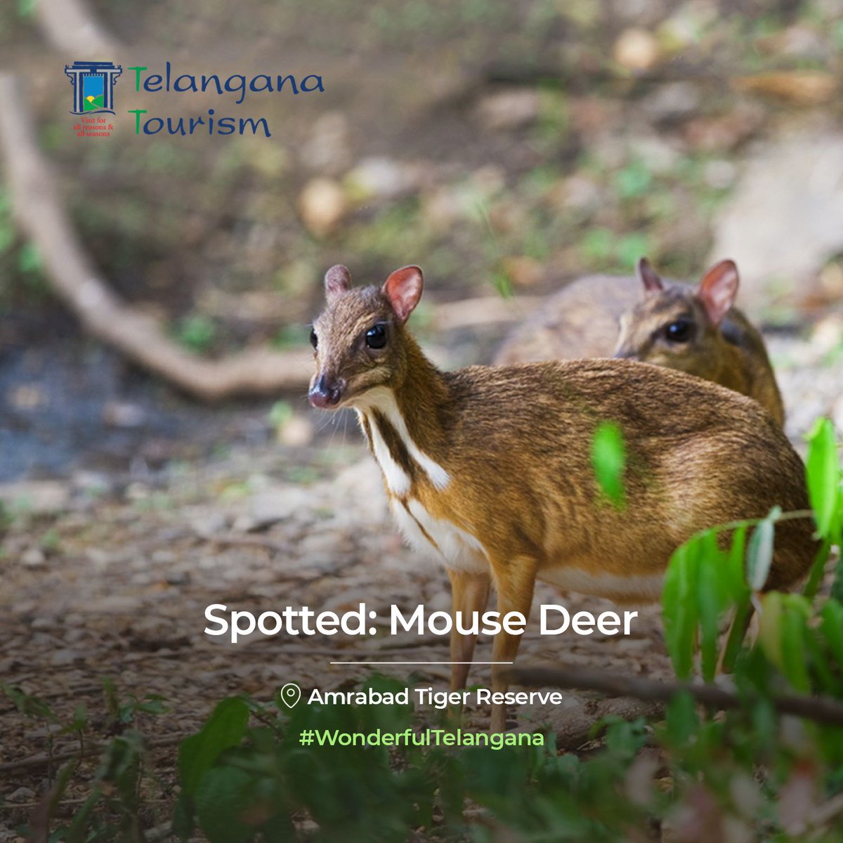 Re-introduced and nurtured, the elusive Mouse Deer found its place in the vast expanses of Amrabad Tiger Reserve. 

#WonderfulTelangana #AmrabadTigerReserve #EcoTourism #ProjectTiger #TelanganaToursim #Telangana