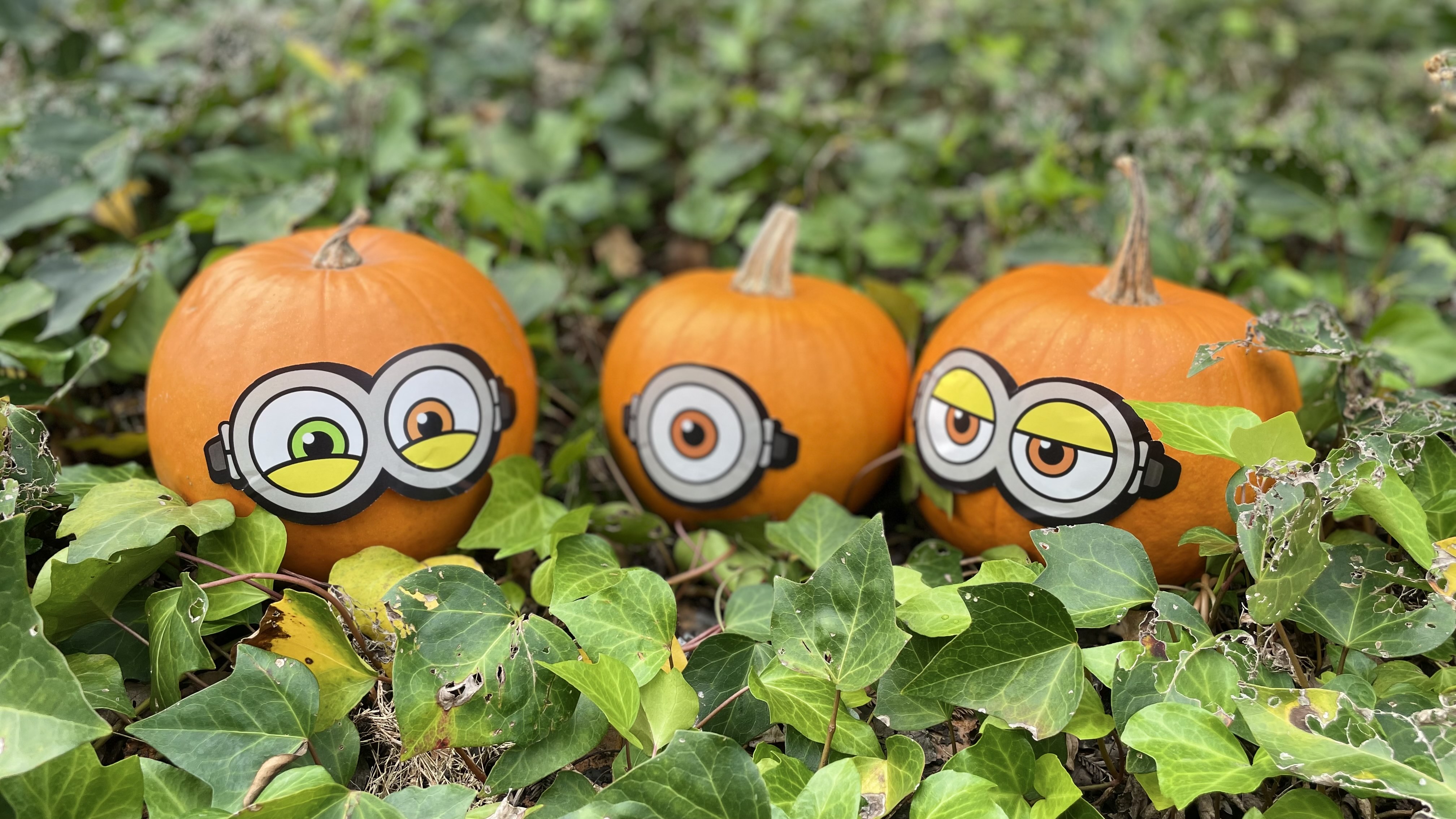 通販でクリスマス ユニバーサル・スタジオ・ジャパン公式 „🎃ハロウィーン X: в ラッピング・包装