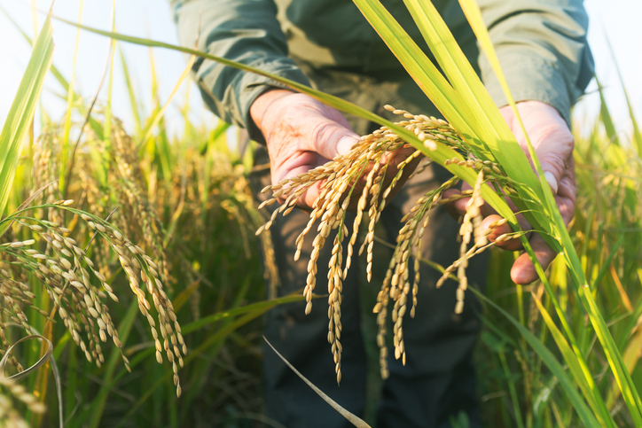 innovateuk's tweet photo. . @koolmill is bringing modern high-performance processing to rice production in rural communities, enabling them to compete on price &amp; quality with large commercial processors.

📽️ https://t.co/KOpz21UfDB

🌏#COP26 #SustainableFoodProduction https://t.co/YbzqeUnuJI