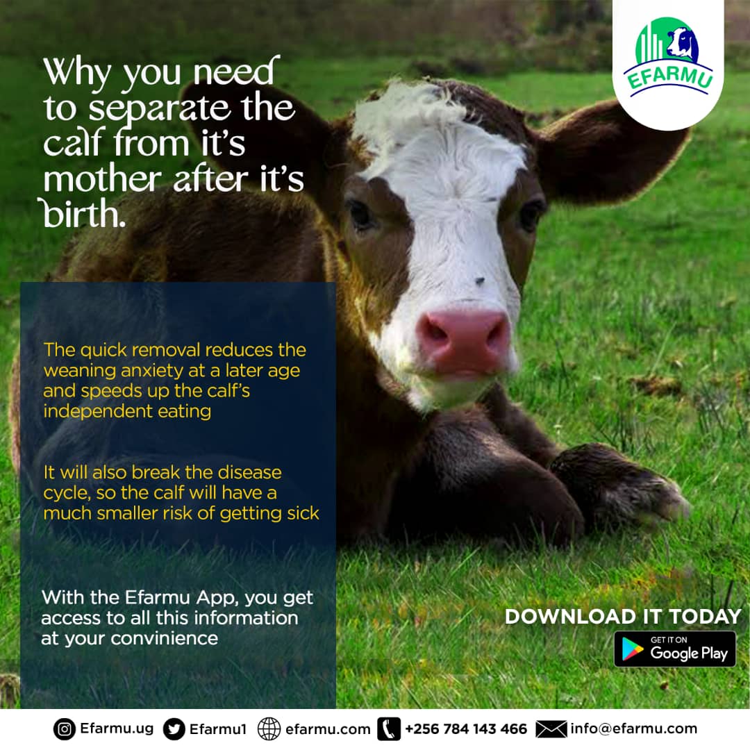 Why you need to separate the calf from its mother!
#Efarmuapp
#Digitalisingfarming