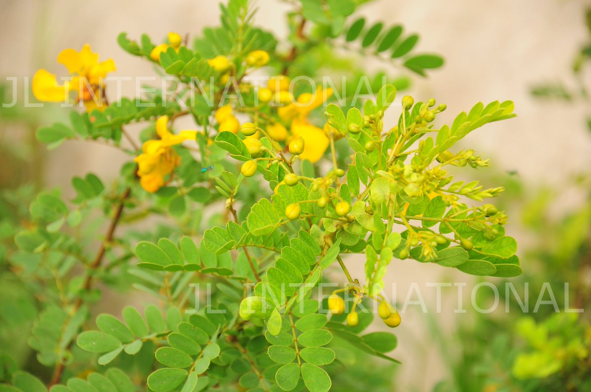 JL_Intl's tweet photo. Cassia auriculata / Senna auriculata / Aavarai / Aavirai / Aavarampoo / Aavaram Poo / Matura tea tree / Aavaram / Avaram / Ranawara / Avaram senna

Cassia auriculata is available in the forms desired by the customers such as plants, leaves, flowers and Stems. https://t.co/LPjzLKPTcW