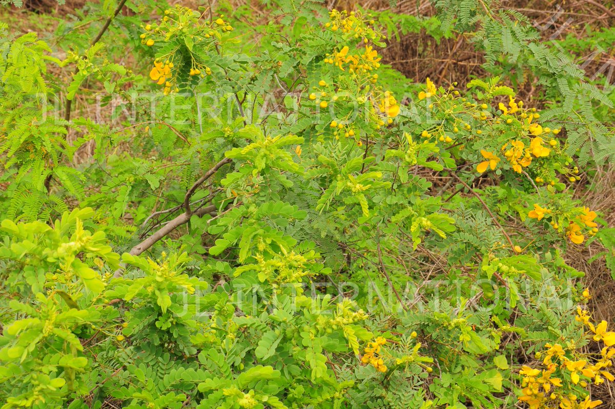JL_Intl's tweet photo. Cassia auriculata / Senna auriculata / Aavarai / Aavirai / Aavarampoo / Aavaram Poo / Matura tea tree / Aavaram / Avaram / Ranawara / Avaram senna

Cassia auriculata is available in the forms desired by the customers such as plants, leaves, flowers and Stems. https://t.co/LPjzLKPTcW