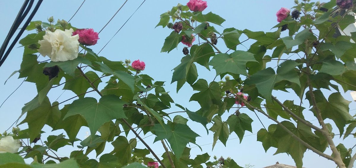 दसैं सकिय नि दसैं फूल फूल्दै छ् अझै ।