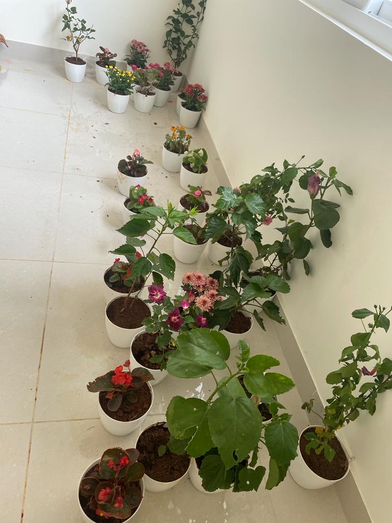 jeegarpathak's tweet photo. My friend Shastri got more than 100 plants as gifts on his house warming ceremony. #nature #amazingidea https://t.co/e0ByYk6VUj