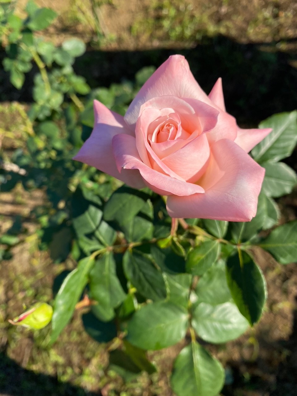 都立代々木公園 Parksyoyogi Twitter