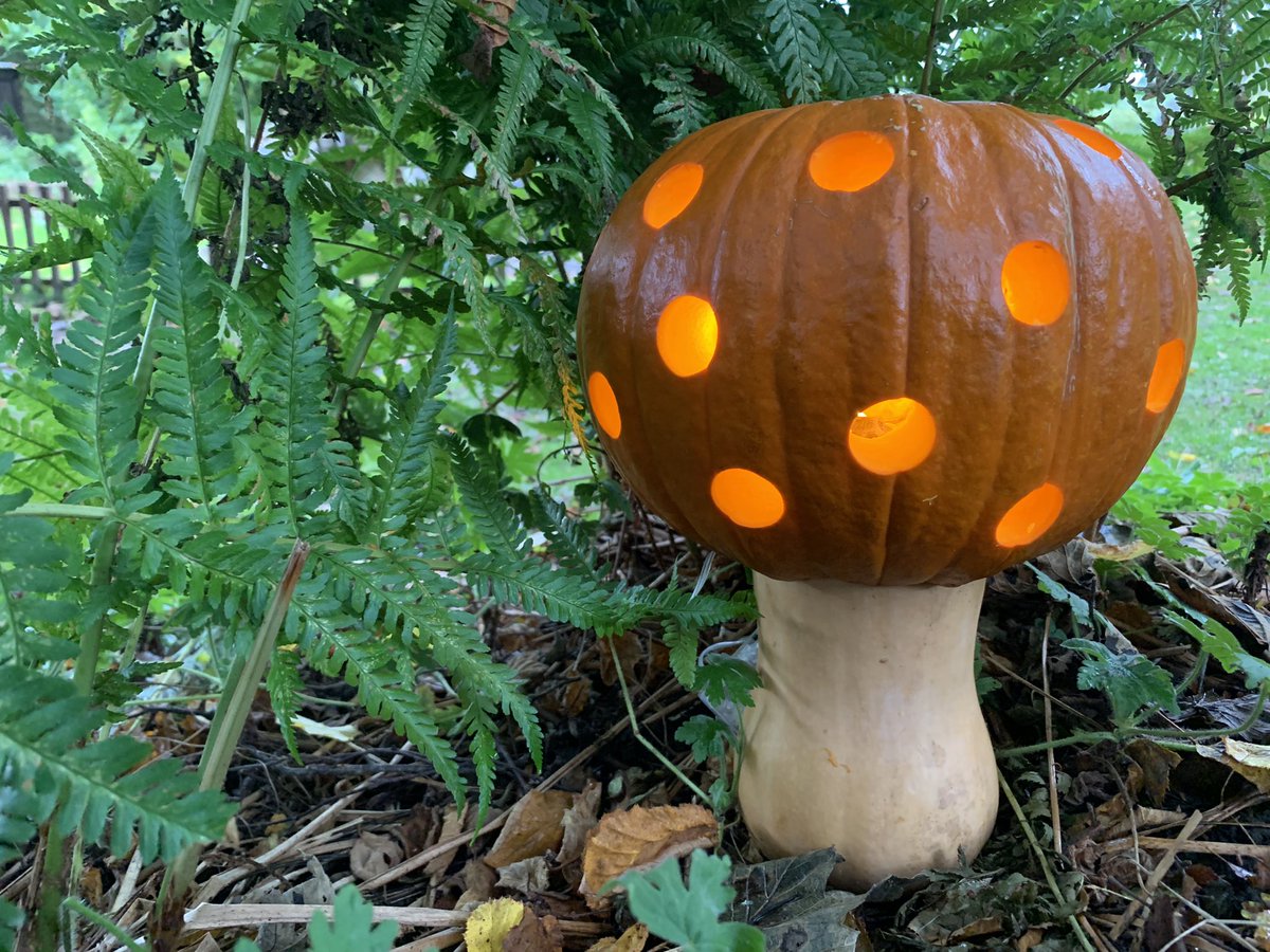 Have you spotted the rare “spotted pumpkin 🎃 cap”? Find this and many more on the <a href="/RyedaleFolk/">Ryedale Folk Museum</a> Museum pumpkin trail this half term. <a href="/spanswicktweets/">Georgey Spanswick</a> <a href="/BBCYork/">BBC York</a> 
#pumpkin #pumpkincarving #halftermactivities #outdoors #adventure #kids #activities #fun #fungi #mushroom #toadstools