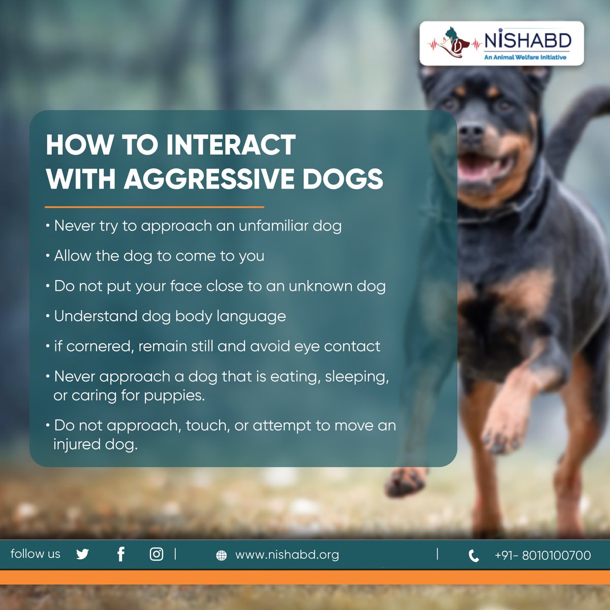 Nishabdnoida's tweet photo. Dogs are cute and often friendly, so it's easy to get excited when you see one. However, they can quickly turn on someone they don't know. Here are some tips to interact safely with a dog exhibiting aggressive behaviour.
#tipoftheweek #Nishabd #dogshelter #carefordogs #doglovers https://t.co/zOl5X2dK86