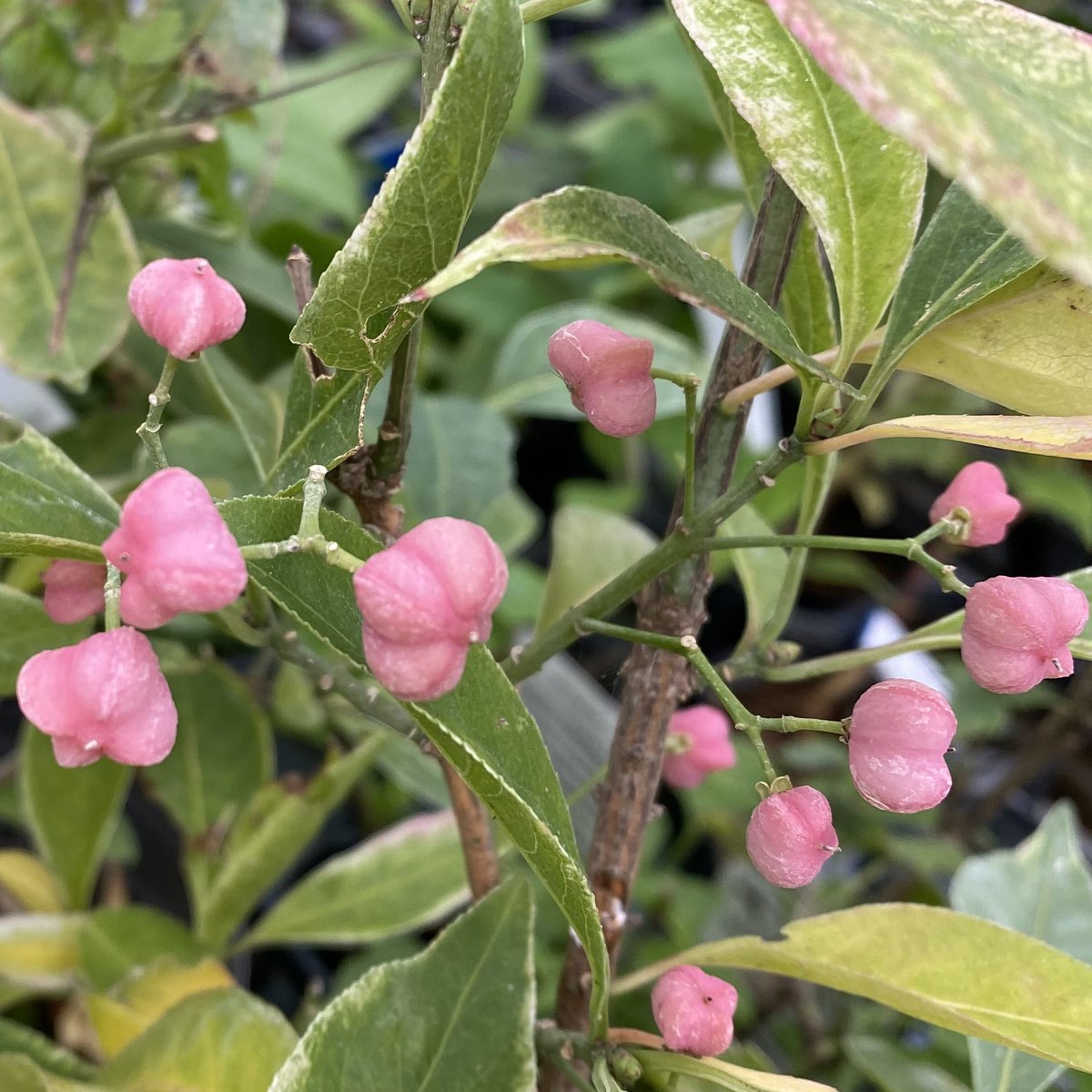 マユミの木 Hledani Na Twitteru マユミの木 Hledani Na Twitteru