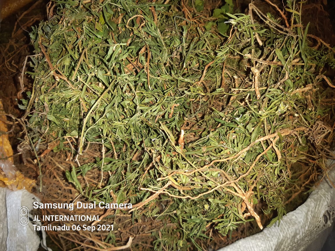 JL_Intl's tweet photo. Hybanthus enneaspermus / Greenviolet / Ratan Purush

English Name: Green violet / Spade Flower
Tamil Name: ஓரிதழ் தாமரை / Orithal Thamarai
Hindi Name: रतन पुरुष
Malayalam Name: ഒരില താമര / Orilai Thamarai
Telugu Name: రతంపురుష / Ratanpurusha

WhatsApp: +91 9944257250. https://t.co/3jny6cR0eU
