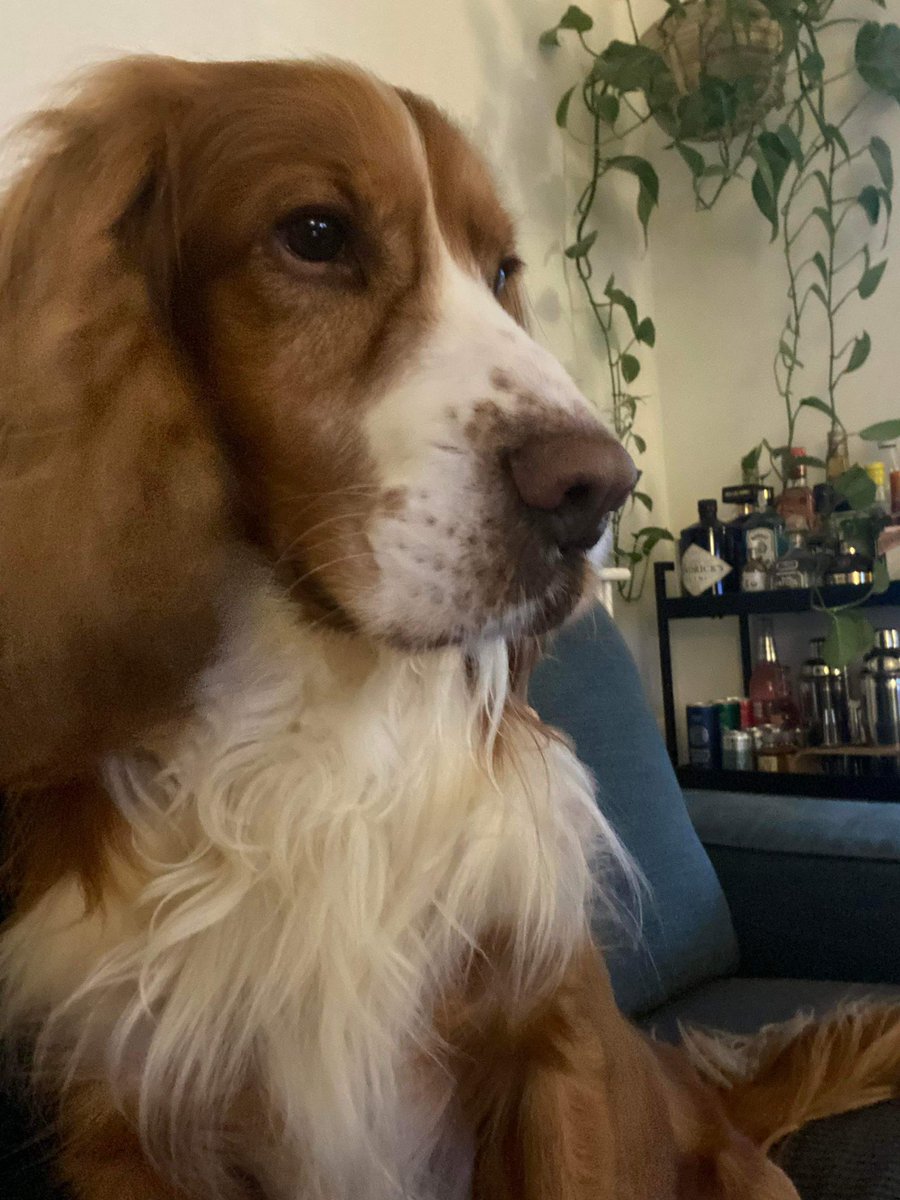 SpanielAidUK's tweet photo. Welcome Teddy, Pip, Billy new arrivals yesterday. Sorry no more info whilst they are in assessment. Please watch the website for updates 💕 #dog #dogs #RescueDogs #RescueIsMyFavouriteBreed #adoptme #new_arrivals https://t.co/v1GKcfsV0P