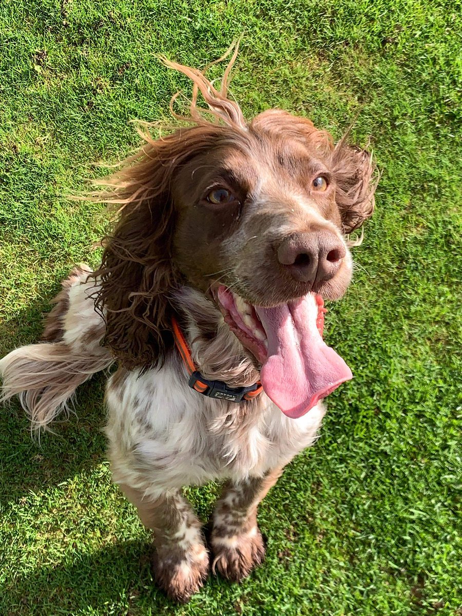SpanielAidUK's tweet photo. Welcome Teddy, Pip, Billy new arrivals yesterday. Sorry no more info whilst they are in assessment. Please watch the website for updates 💕 #dog #dogs #RescueDogs #RescueIsMyFavouriteBreed #adoptme #new_arrivals https://t.co/v1GKcfsV0P