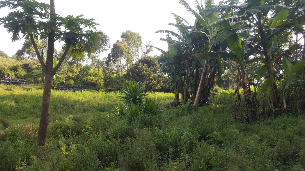 RenacofUdongo's tweet photo. La nature @congolaise https://t.co/6G0Up65V3N