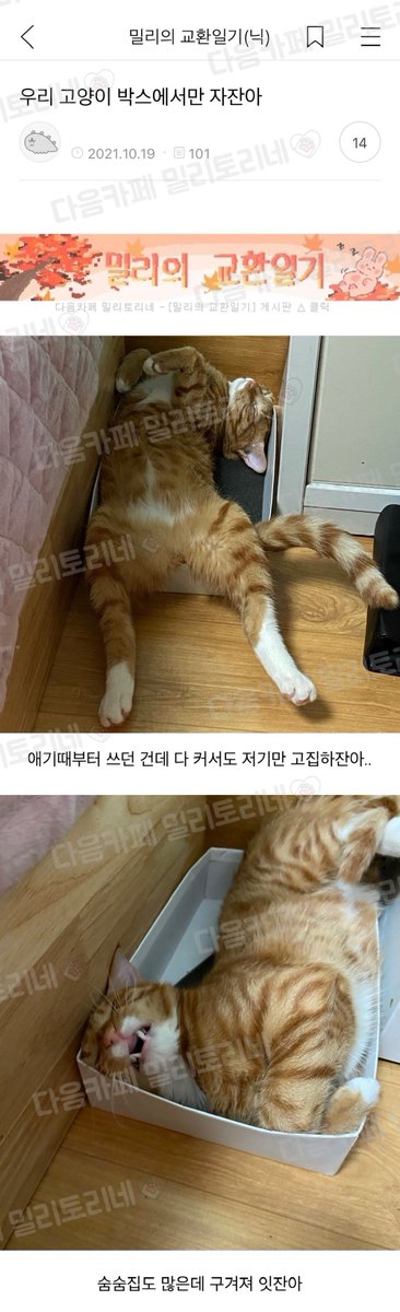 milytoryfan's tweet photo. 우리 고양이 박스에서만 자잔아 https://t.co/JoZYZ95TPK