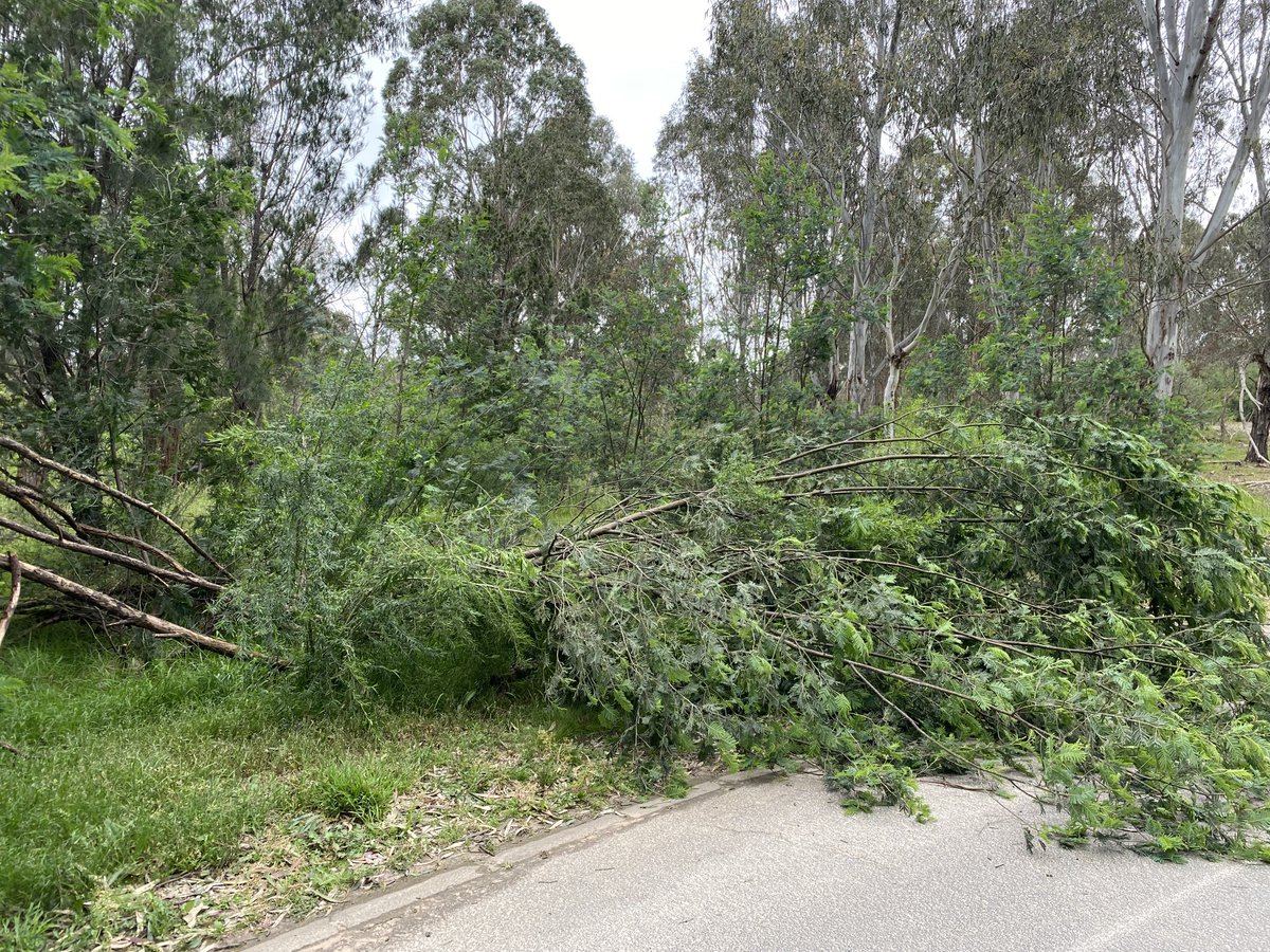 OlsenOula's tweet photo. So many broken and uprooted trees on my walk this morning! What wild winds we had overnight & early this morning! Still managed another 10.5km to add to my 138km… 148.5km for the #RedSocksAppeal & only 1.5km to hit my end of month target! Let’s all support @KidneyHealth https://t.co/GMHEJE5obL
