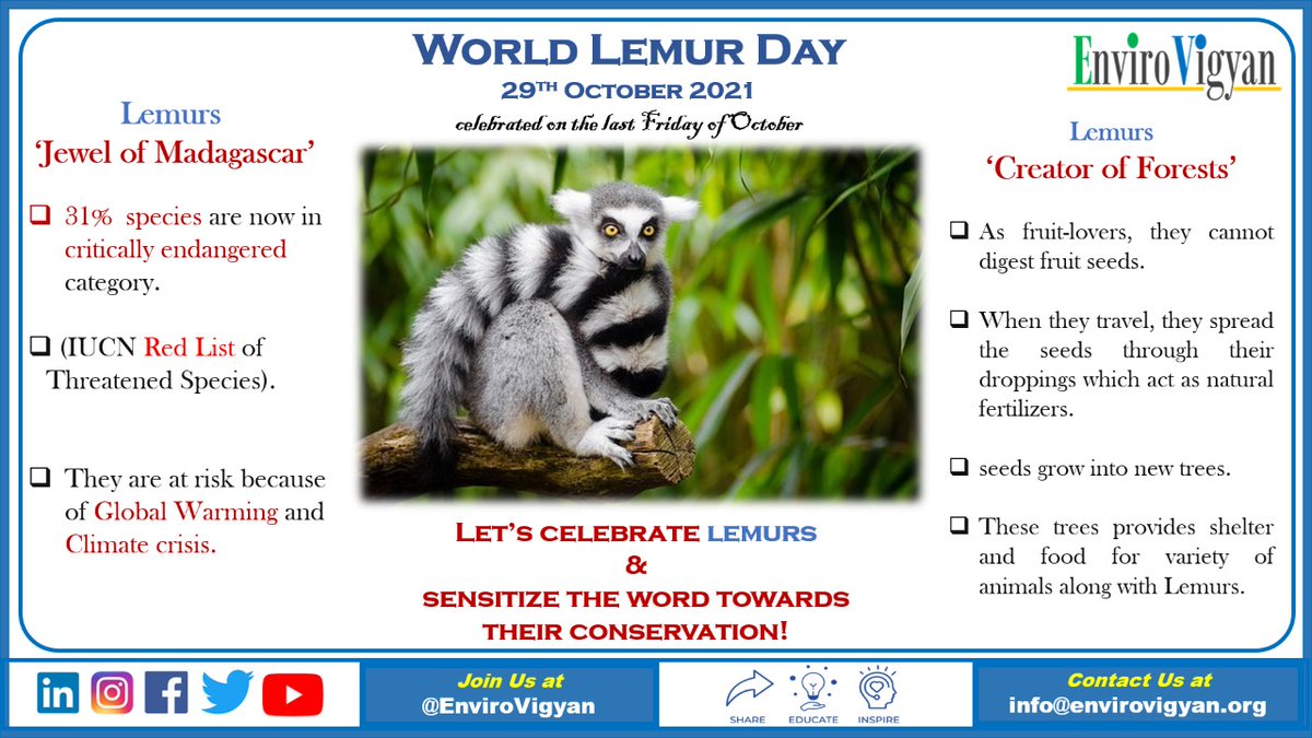 EnviroVigyan's tweet photo. #worldlemurday #worldlemurfestival #lemurday #lemurfestival #biodiversity #criticallyendangered #endangeredspecies #lemur #animals #lemurs #madagascar #wildlife #zoo #nature #lemursofinstagram #animal #wildlifephotography #naturephotography #photography #primates #monkey https://t.co/OltYuXA1sl
