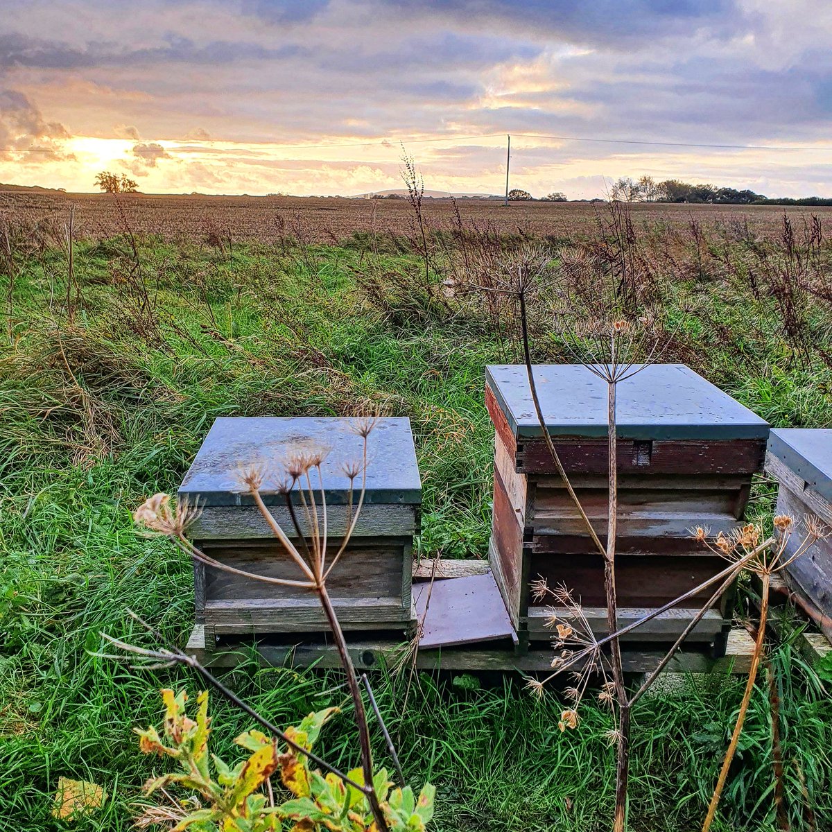 greenvalleysuk's tweet photo. Early morning at apiary 😍 https://t.co/Q9eE7wu9JN