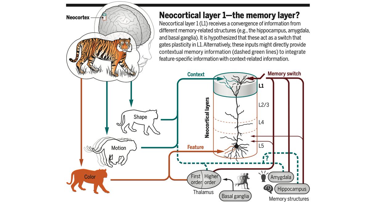Do you know why layer 1 of the cortex (of all places) is targeted by brain structures related to memory? science.org/doi/epdf/10.11…
