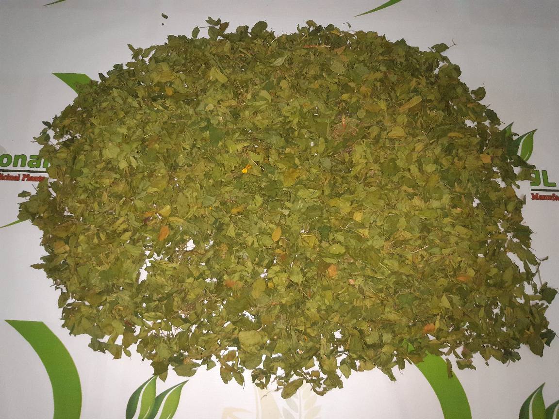 JL_Intl's tweet photo. Gymnema sylvestre / Cowplant / Gurmar / Gudmar / Sirukurinja

Tamil Name: சிறுகுறிஞ்சான் / அமுதுபுஷ்பம் / Sirukurinjan
Hindi Name: गुरमर / Gurmar, Gudmar
Malayalam Name: ചക്കരക്കൊല്ലി / Shiru Kuranja
Telugu Name: పొడపత్రి / Podapatr

Phone &amp; WhatsApp: +91 9944257250. https://t.co/K4JwNJ4Kan