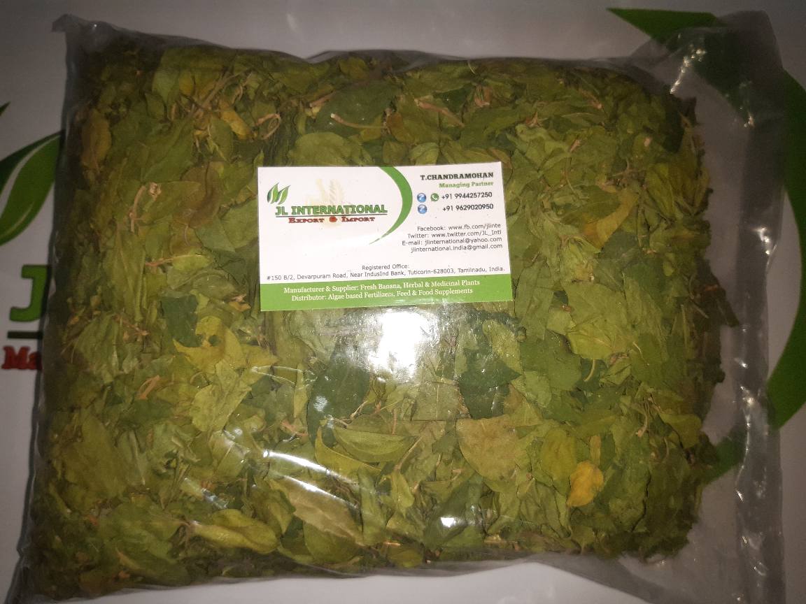 JL_Intl's tweet photo. Gymnema sylvestre / Cowplant / Gurmar / Gudmar / Sirukurinja

Tamil Name: சிறுகுறிஞ்சான் / அமுதுபுஷ்பம் / Sirukurinjan
Hindi Name: गुरमर / Gurmar, Gudmar
Malayalam Name: ചക്കരക്കൊല്ലി / Shiru Kuranja
Telugu Name: పొడపత్రి / Podapatr

Phone &amp; WhatsApp: +91 9944257250. https://t.co/K4JwNJ4Kan