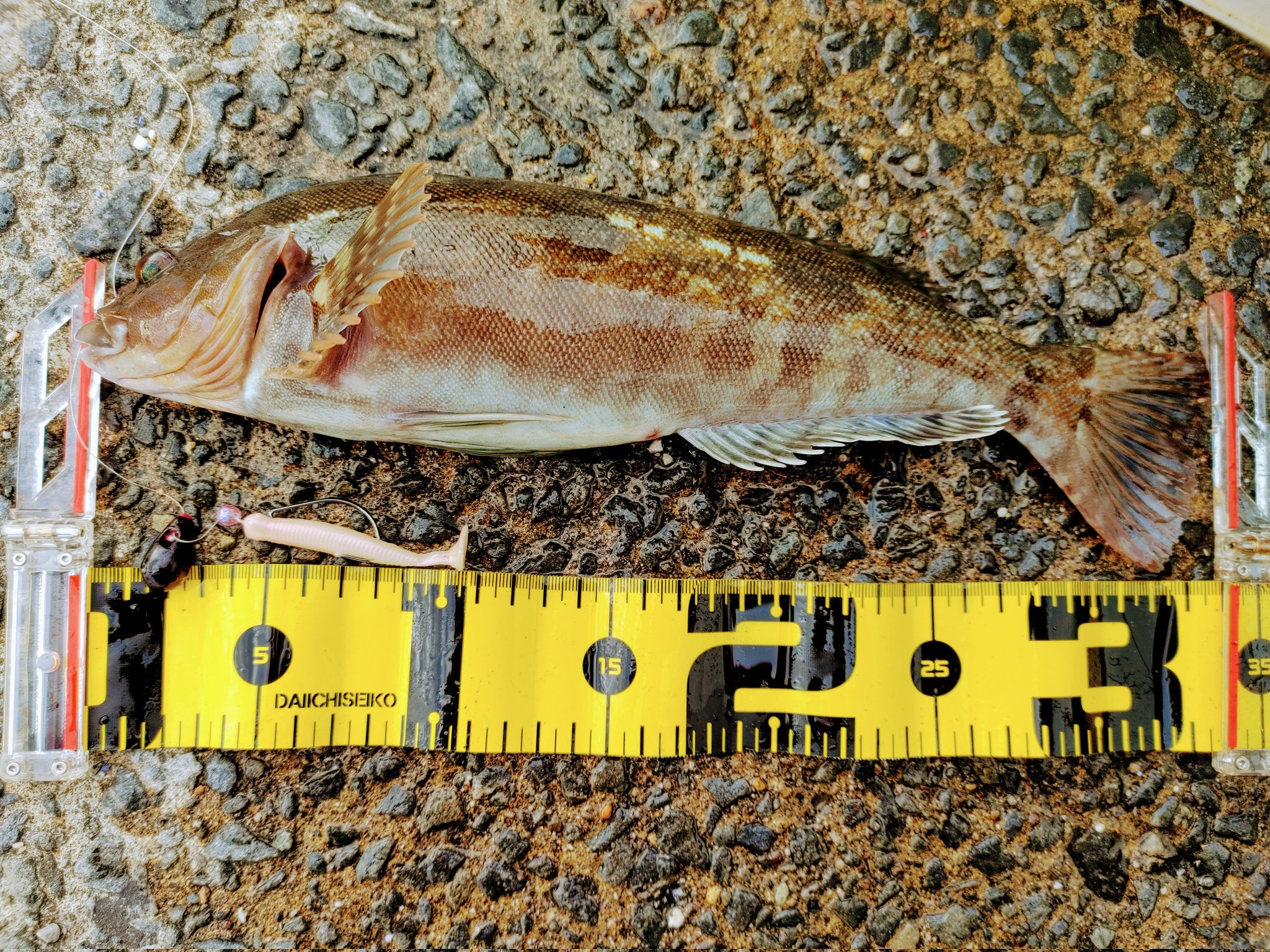 アブラメ Twitter Search Twitter