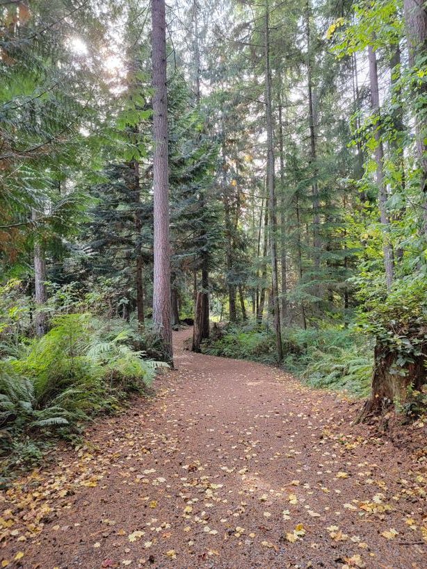 shertylr's tweet photo. Into the wilds. #PNW #Seattle #upperleftcoast #nature https://t.co/3031gmnzXR