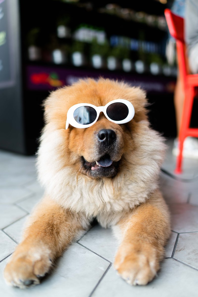 UPDOG tweet media