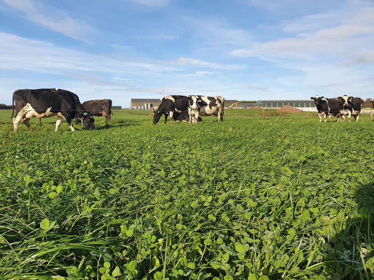 EllenFi48209583's tweet photo. Great to see such fabulous white clover in the sward at this stage of the year 🐄☘ clover contents coming back at 30% and these ladies are loving every bit of it 🎉😎 https://t.co/cfeaDBZDIu