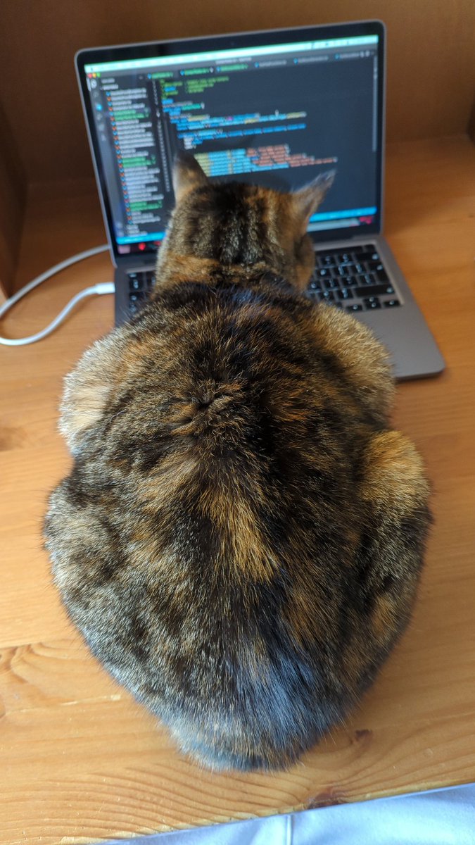 iSimonFiction's tweet image. Sshh, LooLoo is writing code #CatsOfTwitter #codingcat