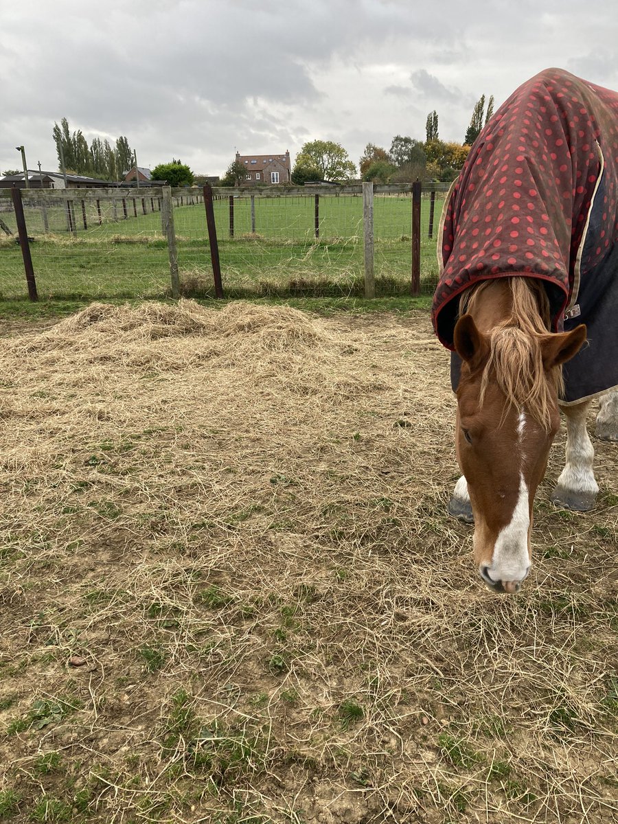Mum got all my lunge stuff out but by the time she got to my field it was chucking down with rain. Because she isn't ALWAYS the evil queen I make her put to be, she let me stay warm, cozy and dry in my rug instead. #ThanksMum #ThisHayIsntGonnaEatItself #ChangeOfPlan