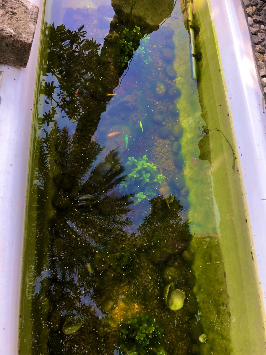 asmatusmani's tweet photo. Wow reflection of the tall date tree in my garden pond #Reflection #gardenpond #datetree #water #garden https://t.co/X0Lb5Otfcm
