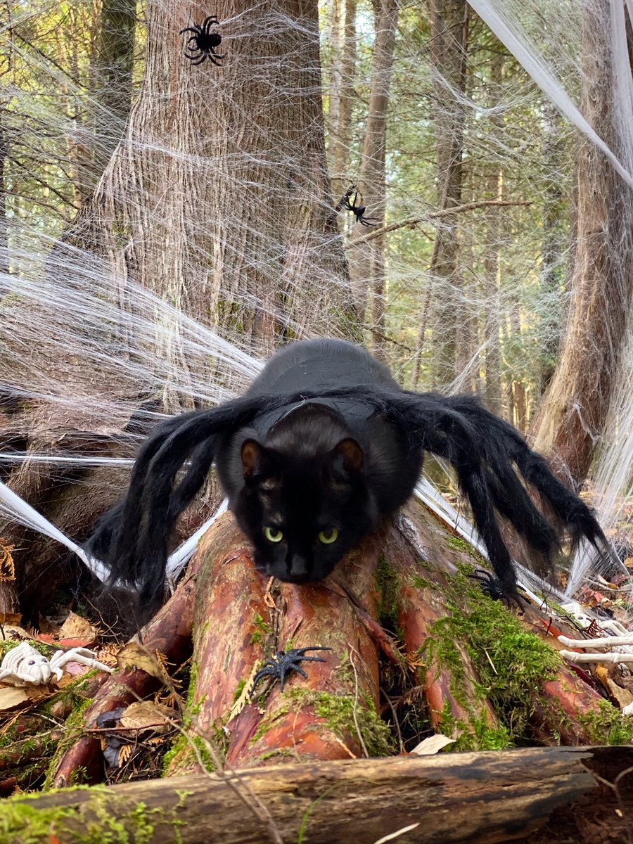 Only a black cat can do Halloween like THIS...
#NationalCatDay #Halloween 🎃