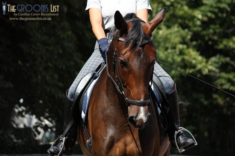 grooms_list's tweet photo. JL87750 Groom/Rider (optional) required for private yard, Scotland
*Single accommodation *Optional riding *5 day week *Own horse & pets considered
https://t.co/fI15W5ZNKw
#thegroomslist #equinejobs #equinecareers #jobs #Vacancies #horses #workwithhorses #equinestaff https://t.co/tTXQBzZnel