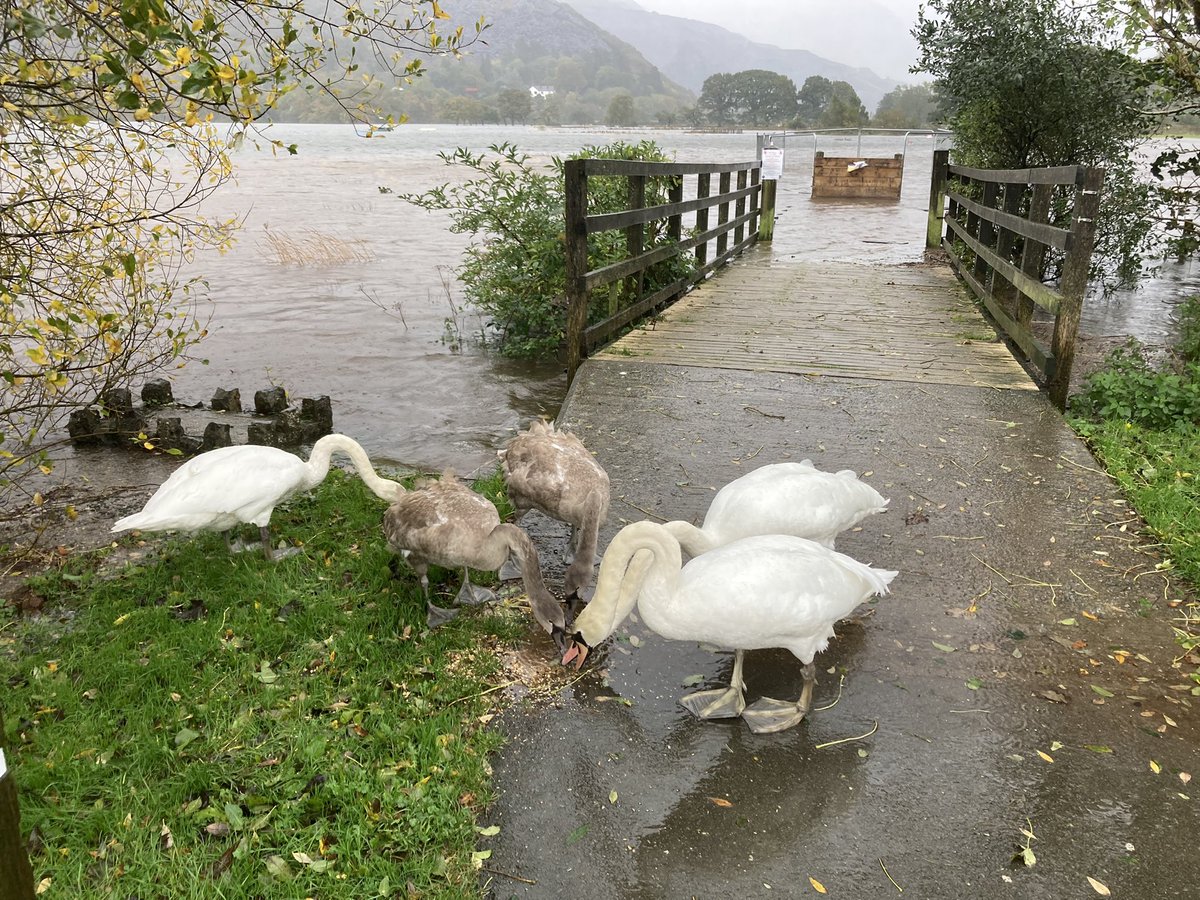 Good morning from a rainy grey #Llanberis Amazing amount of rain fell yesterday, lots of areas around the lake were flooding including the Water Meadows <a href="/EinCaerDdol/">Ein Cae'r Ddôl</a> Admin to catch up on this morning then getting ready for my family to visit this weekend. Have a good one folks
