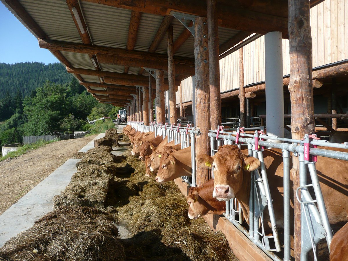 beefcattle_at's tweet photo. Der Tierschutzpreis des Landes Steiermark ging an einen Mutterkuhbetrieb: Familie Haberl, seit vielen Jahren erfolgreich in der Limousinzucht wurde für ihren neu errichteten Stall ausgezeichnet. 
Wir gratulieren sehr herzlich! 
Mehr unter: https://t.co/tjUBpu6Uhi
Fotos: zVg https://t.co/toocSembz9