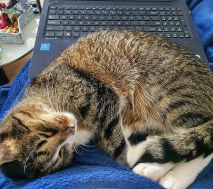 Koci_Blog's tweet image. Wasz home office też tak wygląda? 😹😻 kociakolyska.pl #kociakolyskapl #homeoffice #domowebiuro #kotlaptop #kotklawiatura #cutecats #catslife #kociezycie #kociesprawy