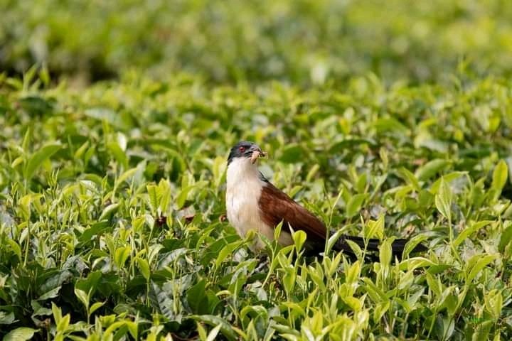 How lovely is it to see birds feeding from your tea fields...I like this 😍
<a href="/kvgroyalty/">Royalty👑 Mwana WeDangwe</a> <a href="/DrMambondiani/">Lance Mambondiani</a> you need to try our teas🤞🤞🤞
