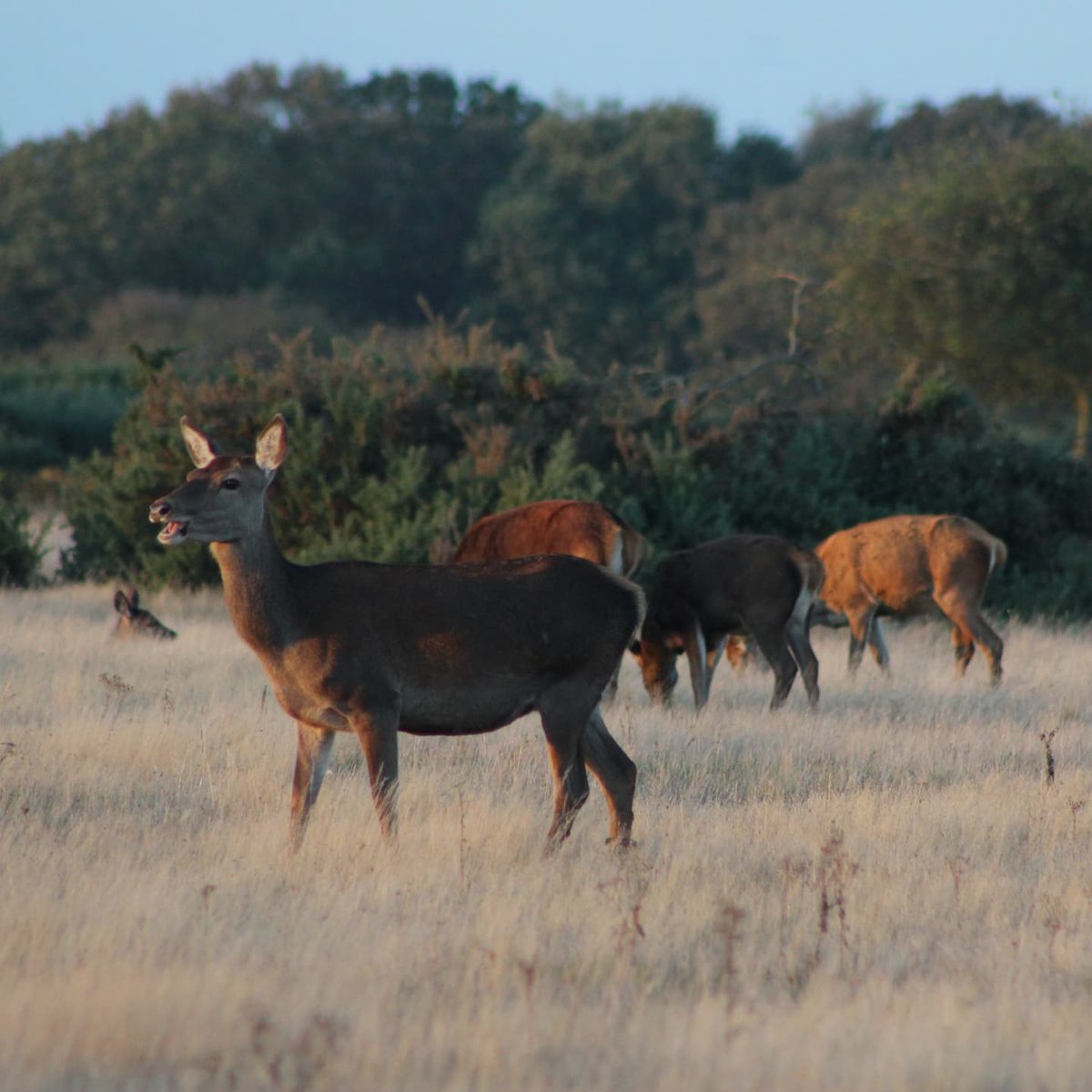 Deer safari was awesome, thanks to <a href="/RSPBMinsmere/">RSPB Minsmere 🌍</a> 🧡