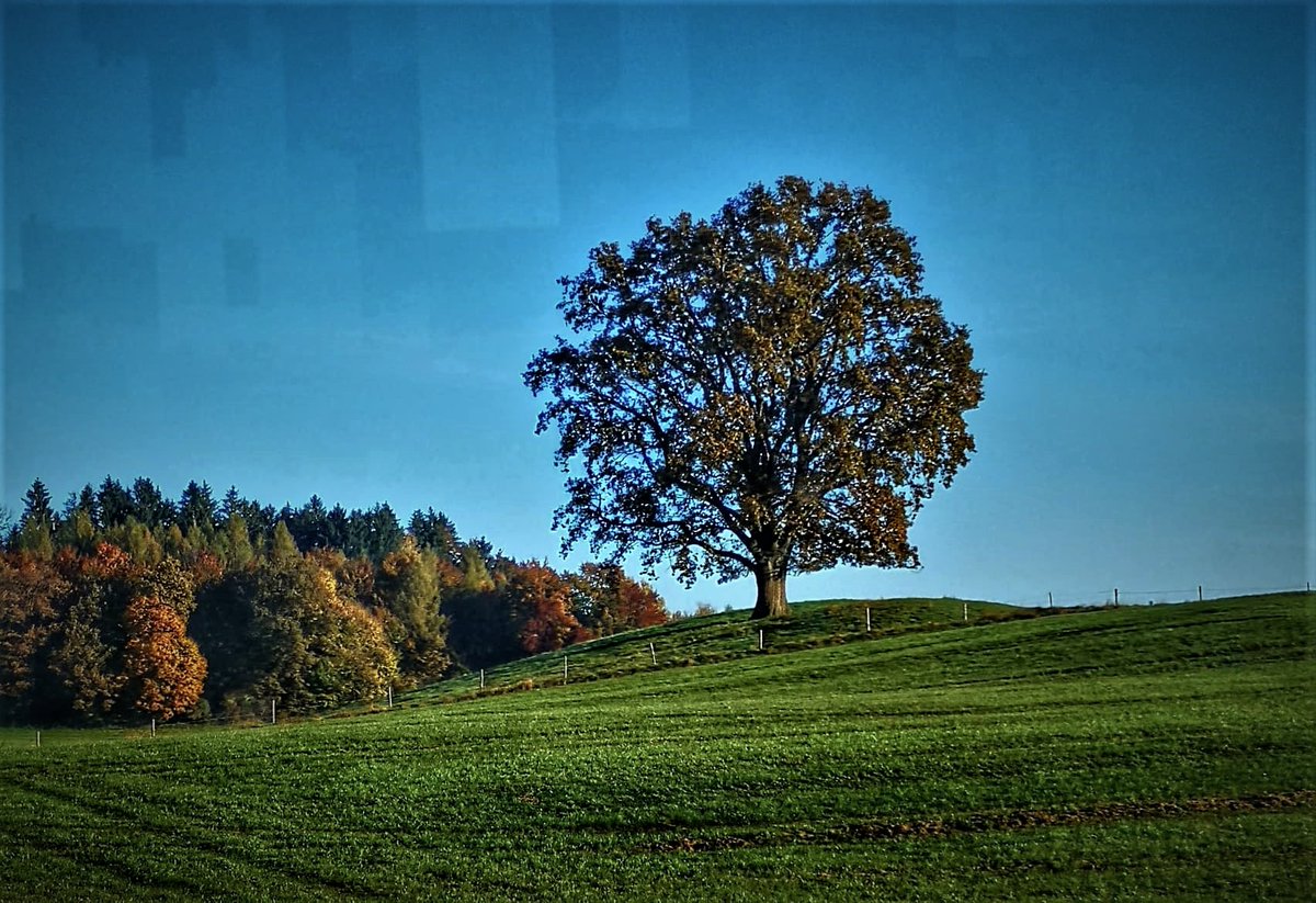 Greenisamissio1's tweet photo. There is a magic machine that sucks carbon dioxide out of the air, produces oxygen, costs very little and builds itself.
It is called a tree.ππππππ±π³π² https://t.co/XOZZfgAkpj
