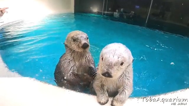 キラメイてるラッコたち✨ 頑張ってるキラちゃん（左）にあげるオヤツ