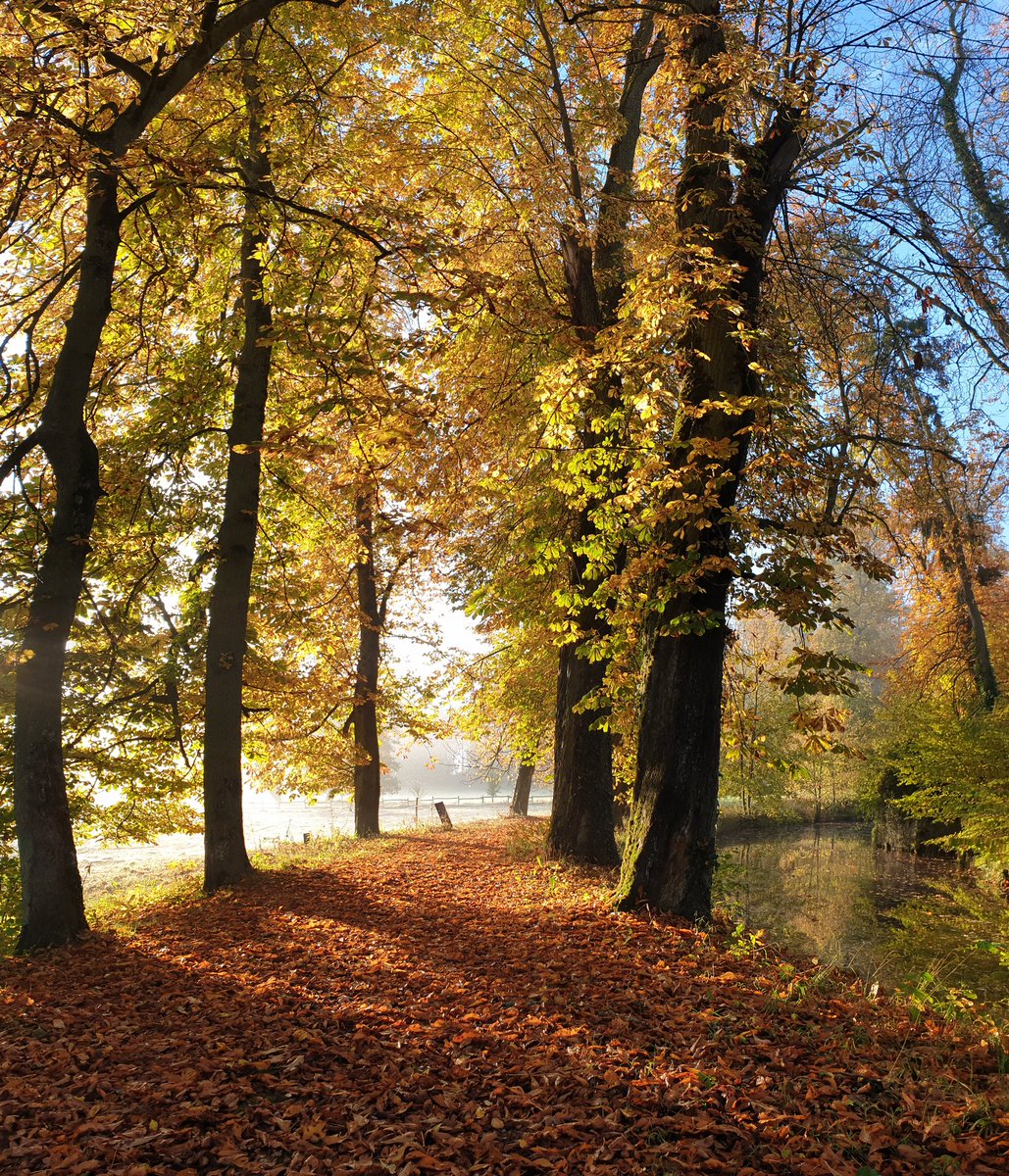 ChateauPreisch's tweet photo. On dirait une carte postale mais non, c'est "juste" une matinée d'#automne dans le #parc, le long des #douves... 🤩 #matin #couleursdautomne #chateaufort #arbrebicentenaire @Magnifique_FR #Moselle #chateaudepreisch @CHistoire #NaturePhotography https://t.co/ovlO0S0MAz